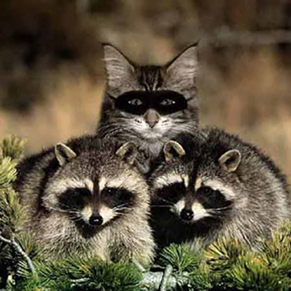 Dynamote Specialty Prpducts Fpr Cats